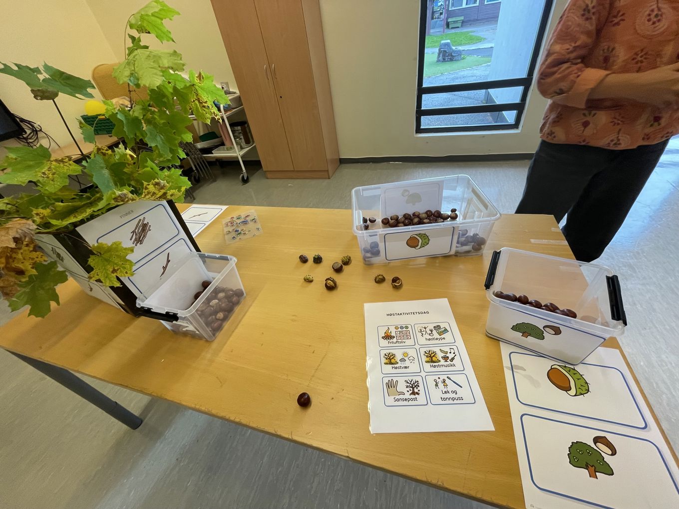 Foto: Haukåsen skole Kastanjer høst